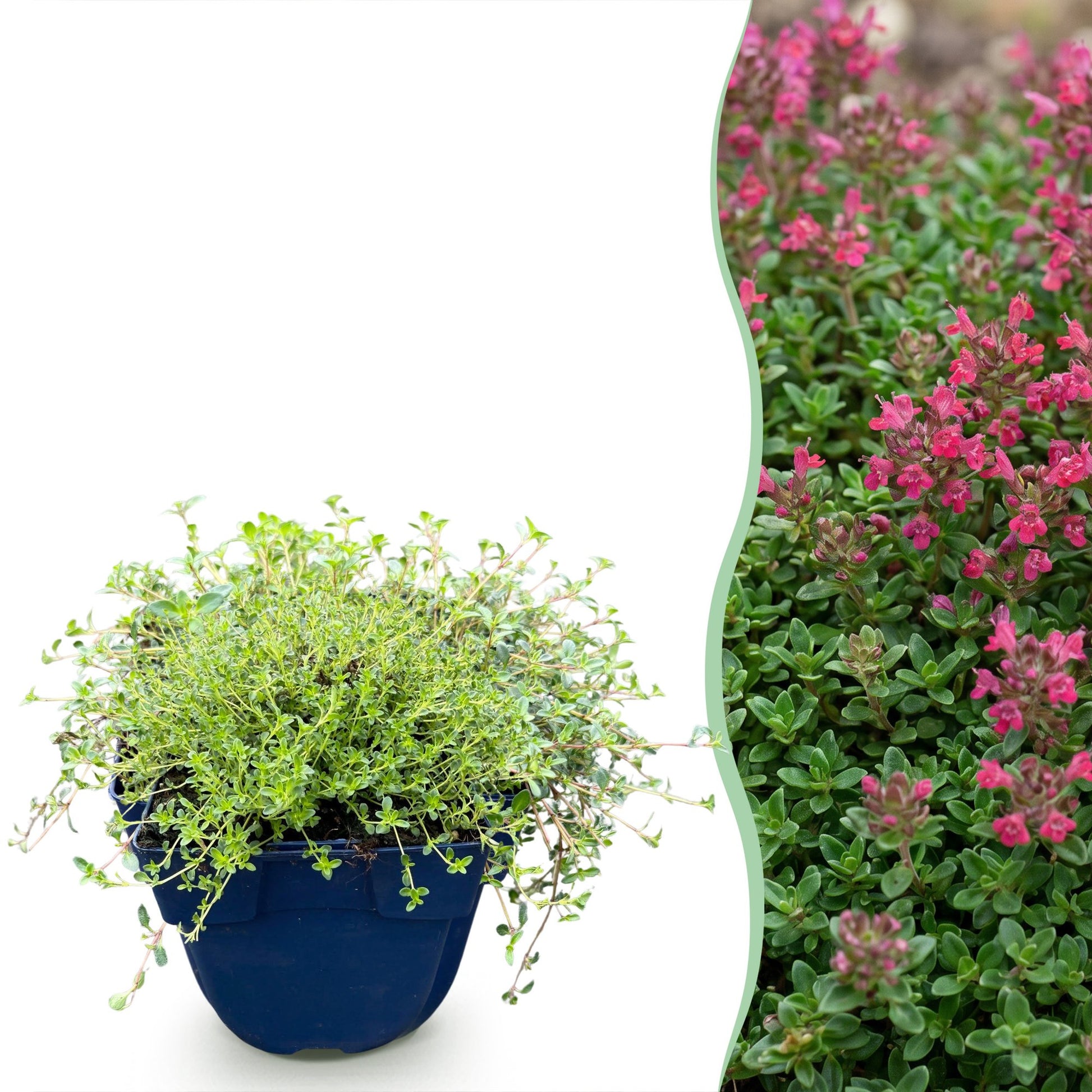 Thymus praecox Red Carpet en pot à gauche, et à droite, une haie fleurie du même thym rampant aux fleurs rouge-rose.