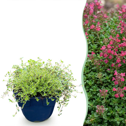 Thymus praecox Red Carpet en pot à gauche, et à droite, une haie fleurie du même thym rampant aux fleurs rouge-rose.