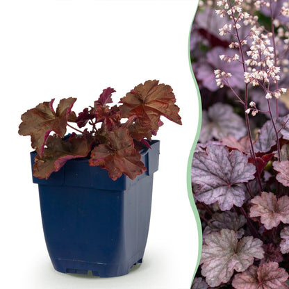 Heuchera micrantha 'Palace Purple' en pot avec un feuillage pourpre et une image de la plante en pleine floraison avec des fleurs blanches e
