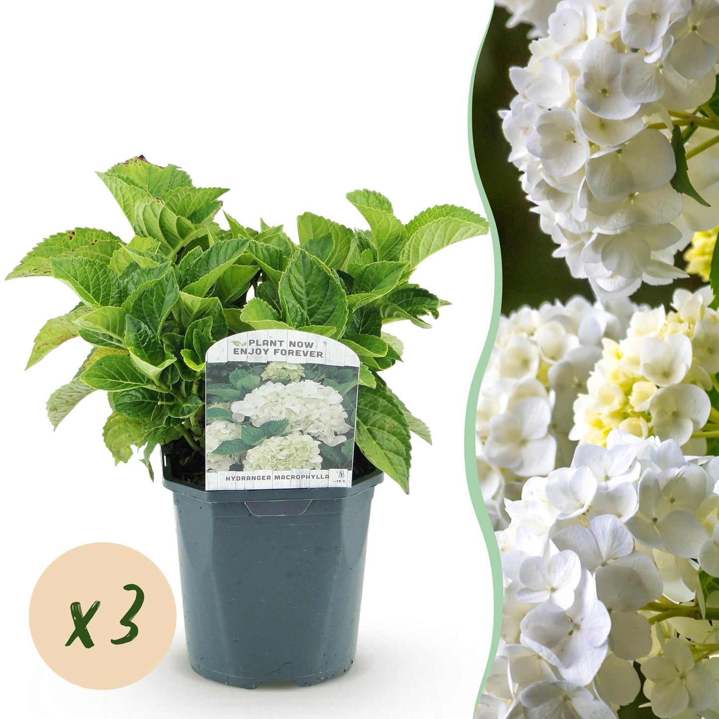 Hortensia de jardin (Hydrangea macrophylla), arbuste fleuri rustique, Pot 17 cm, Hauteur 30 cm