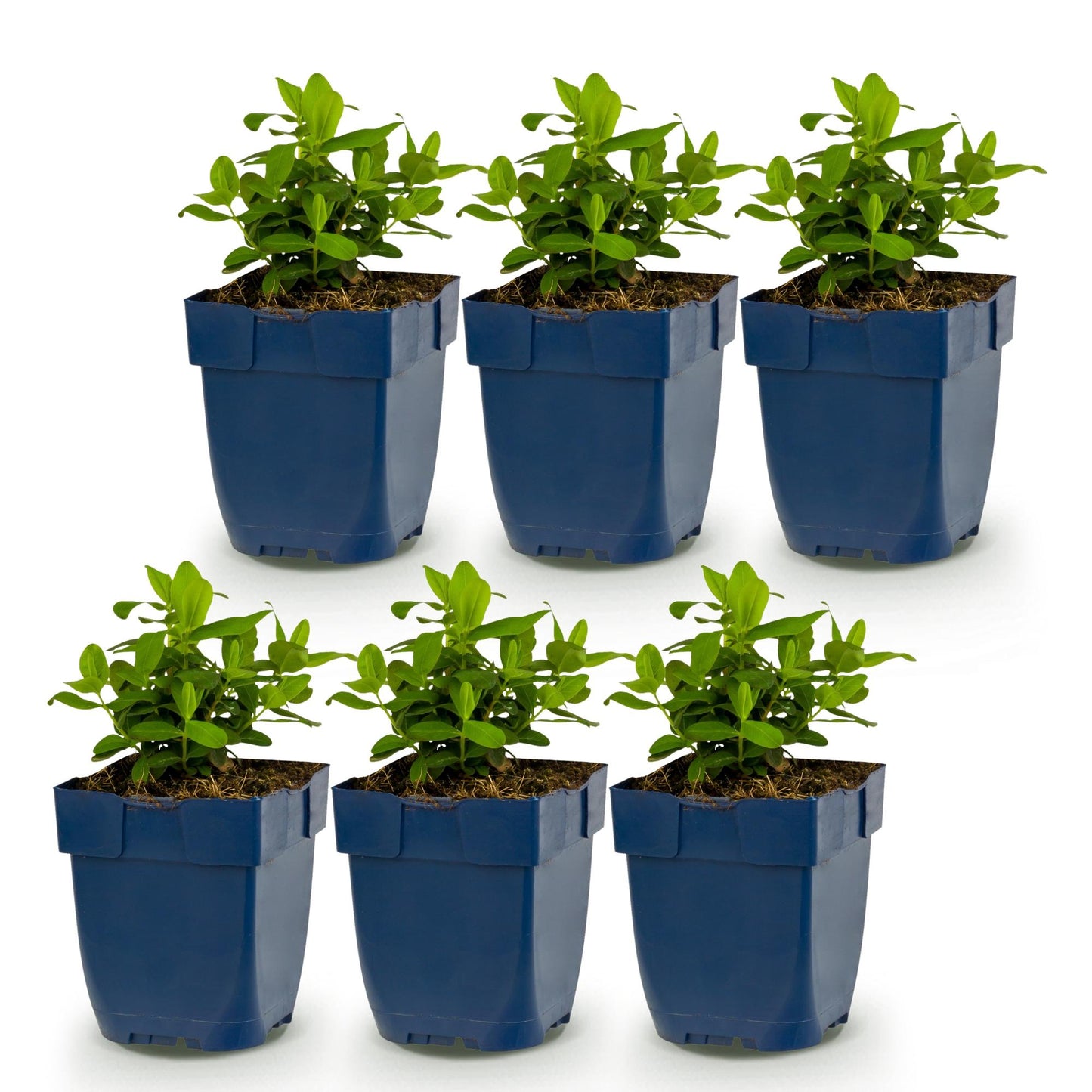 Hypericum calycinum - millepertuis. Lot de 6 plants en pot bleu sur fond blanc, prêts à être plantés pour attirer abeilles et papillons.