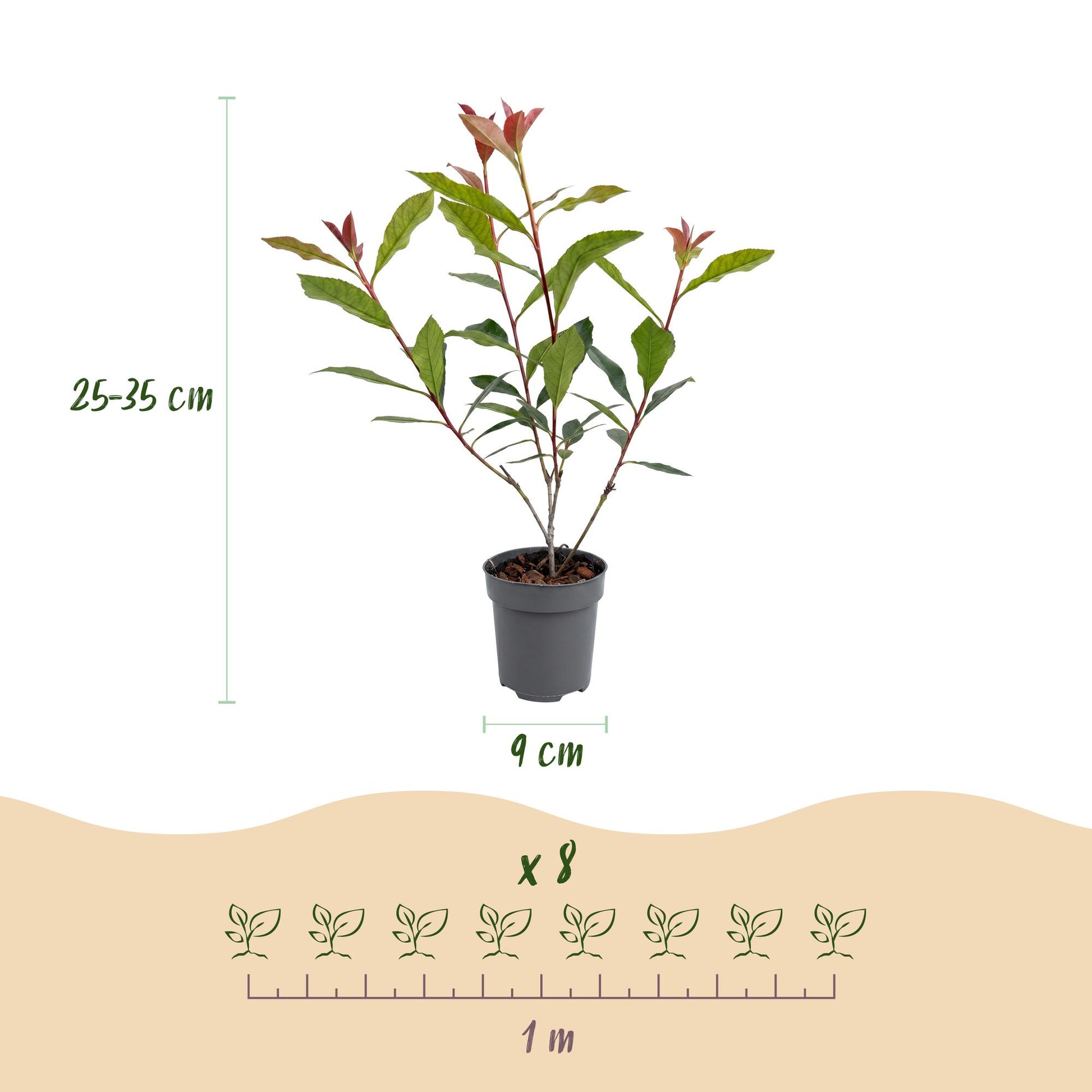 Photinia fraseri Carre Rouge : infographie montrant un plant en pot, sa hauteur (25-35 cm), le diamètre du pot (9 cm), la quantité (x8) et l