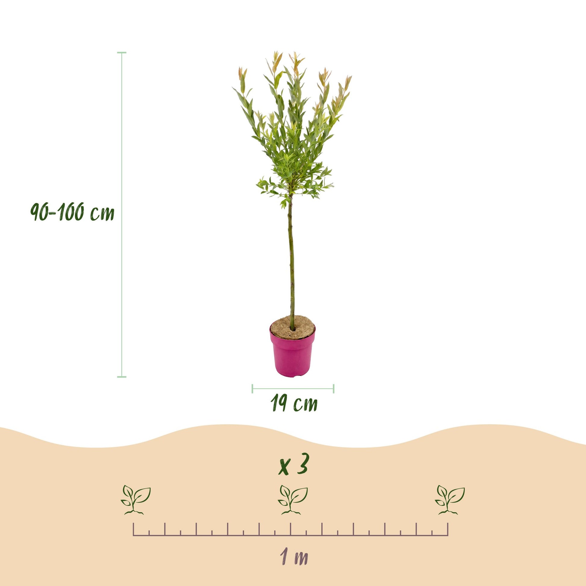 Salix Flamingo : Schéma informatif sur les dimensions du plant (90-100 cm de haut, pot de 19 cm) et l'espacement de plantation (x 3 plants p