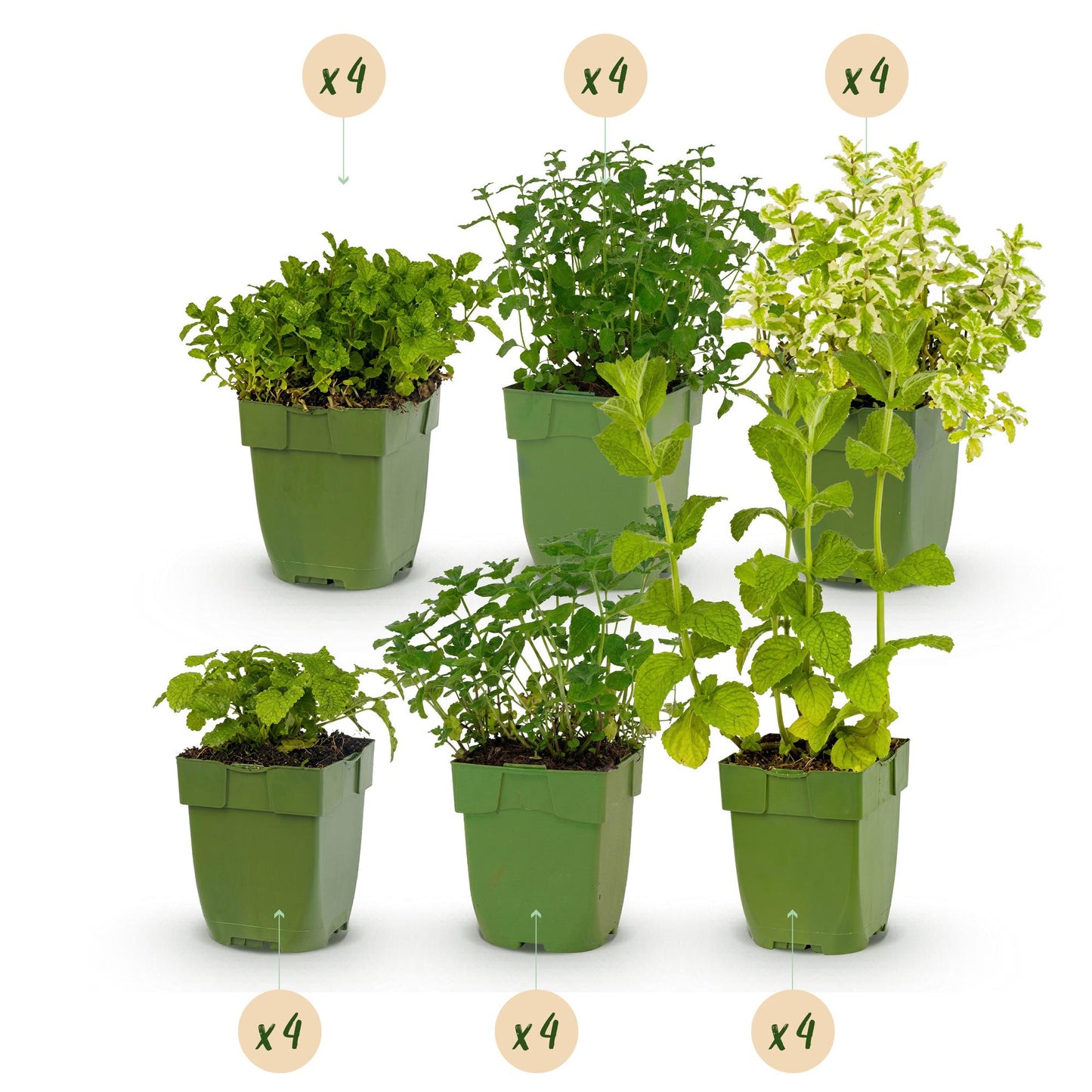 Herbes à thé, différentes espèces et couleurs, pack pour massif de 6 plants en pot de 11cm, hauteur 15-25cm, avec bulle de quantité x4.