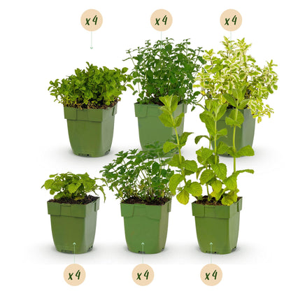 Herbes à thé, différentes espèces et couleurs, pack pour massif de 6 plants en pot de 11cm, hauteur 15-25cm, avec bulle de quantité x4.