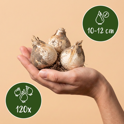 Bulbes d'Ail d'ornement 'Purple Sensation' tenus dans une main, calibre 10-12 cm, lot de 120 bulbes.