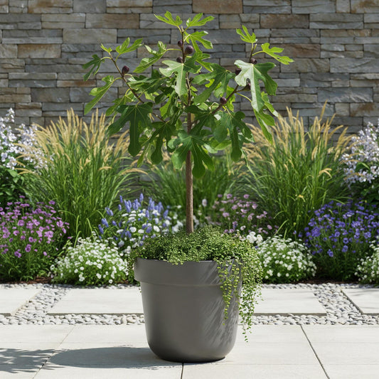 Ficus carica Little Miss Figgy, un figuier sur tige en pot gris, avec des feuilles vertes et quelques figues violettes, posé sur une terrass