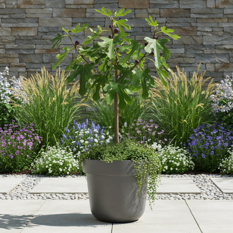 Figuier 'Little Miss Figgy' (Ficus carica) - figuier de terrasse - Pot 19 cm - Hauteur 90 cm