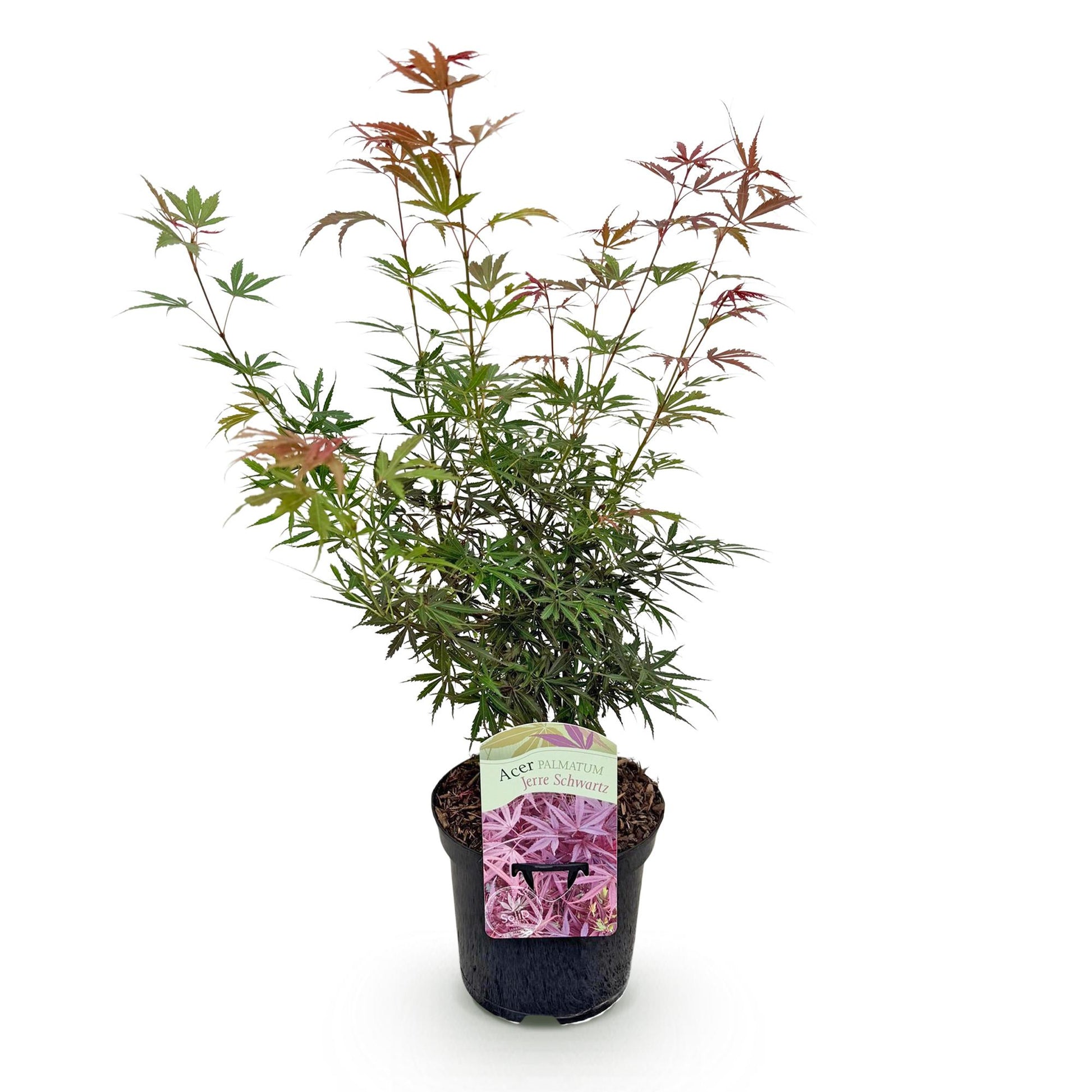 Acer palmatum Jerre Swarts, jeune plant d'érable du Japon au feuillage vert et rouge foncé, en pot noir sur fond blanc, prêt à planter.