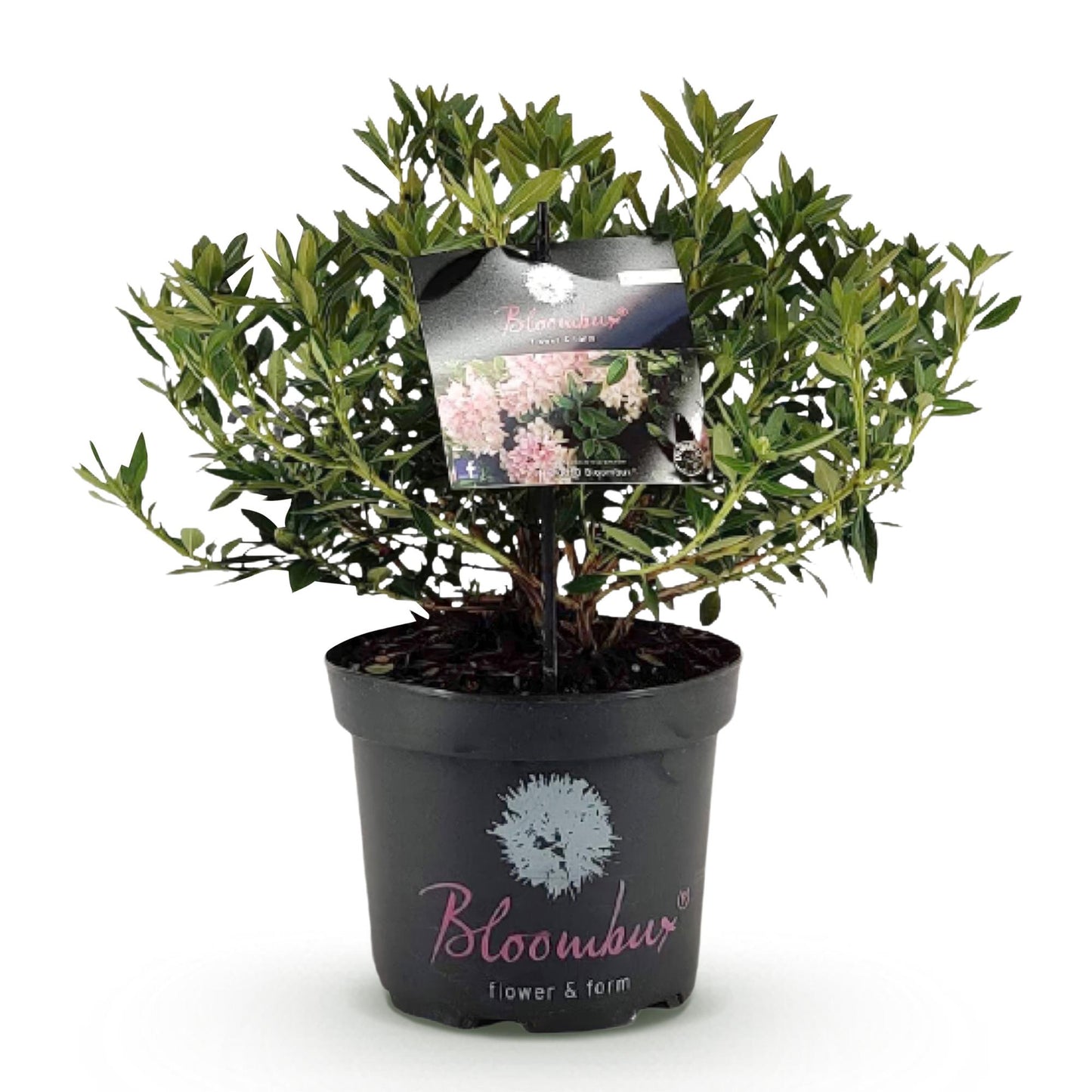 Rhododendron Bloombux Light Pink en pot noir sur fond blanc, avec étiquette montrant ses fleurs roses délicates.