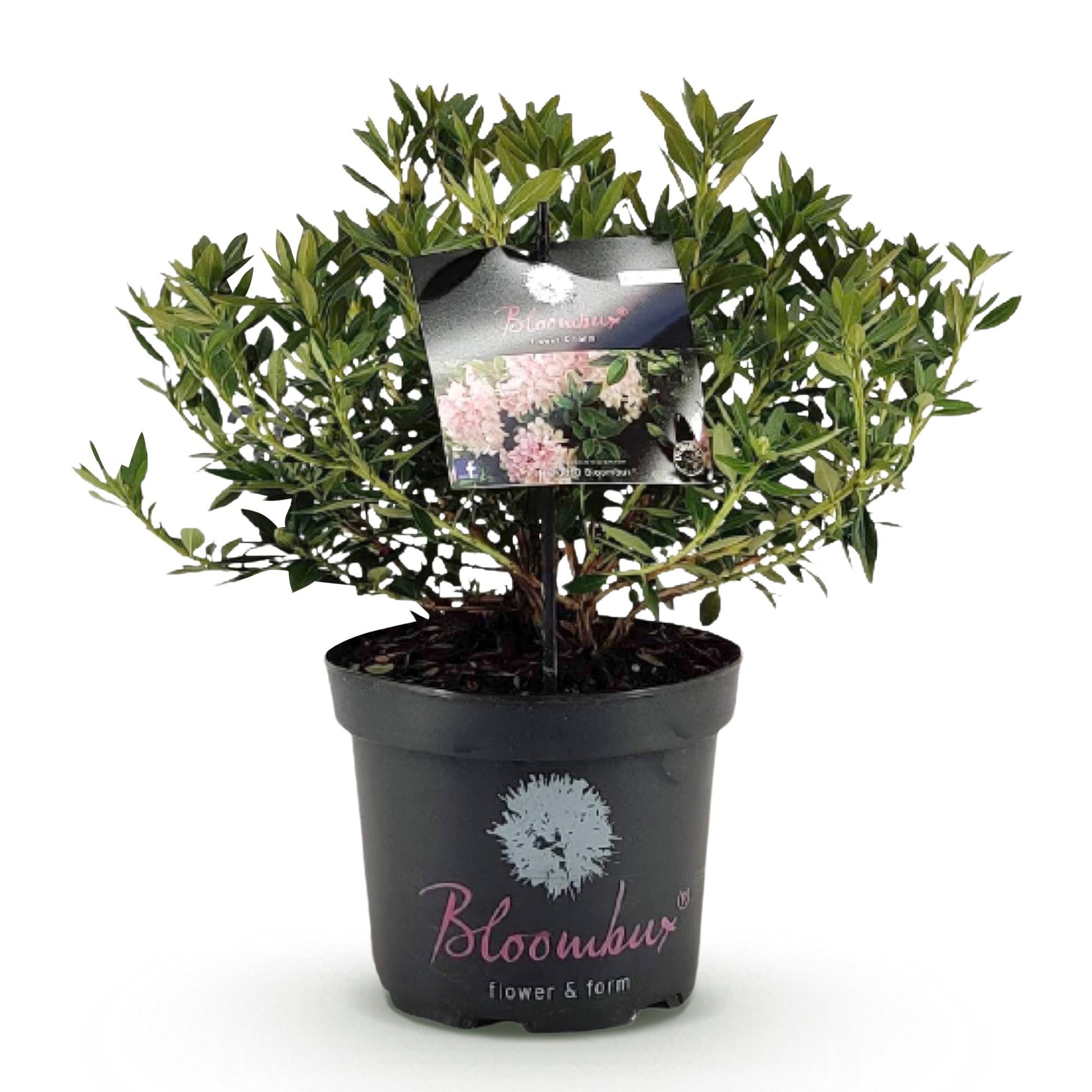 Rhododendron Bloombux Light Pink en pot noir sur fond blanc, avec étiquette montrant ses fleurs roses délicates.