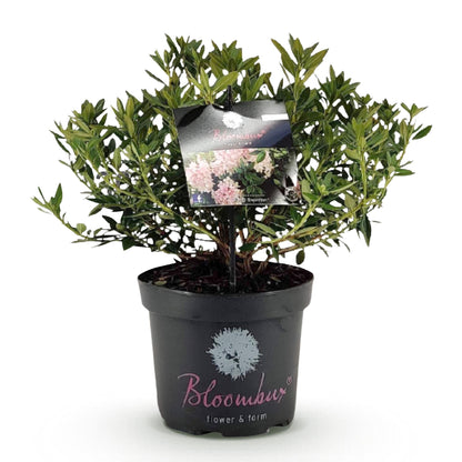 Rhododendron Bloombux Light Pink en pot noir sur fond blanc, avec étiquette montrant ses fleurs roses délicates.