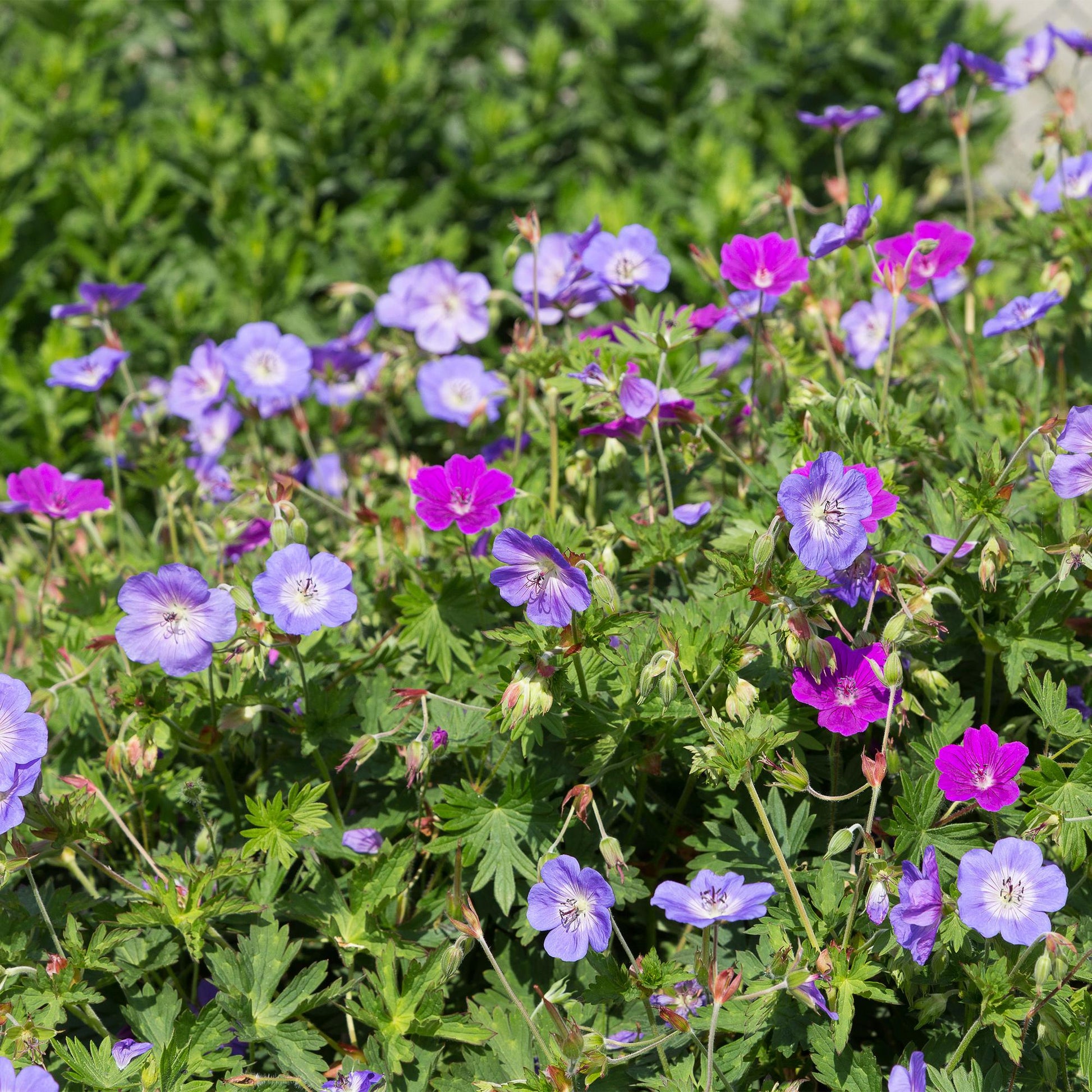 Plante vivace en pack pour massif. Couvre-sol avec des fleurs violettes et magenta dans un jardin ensoleillé.