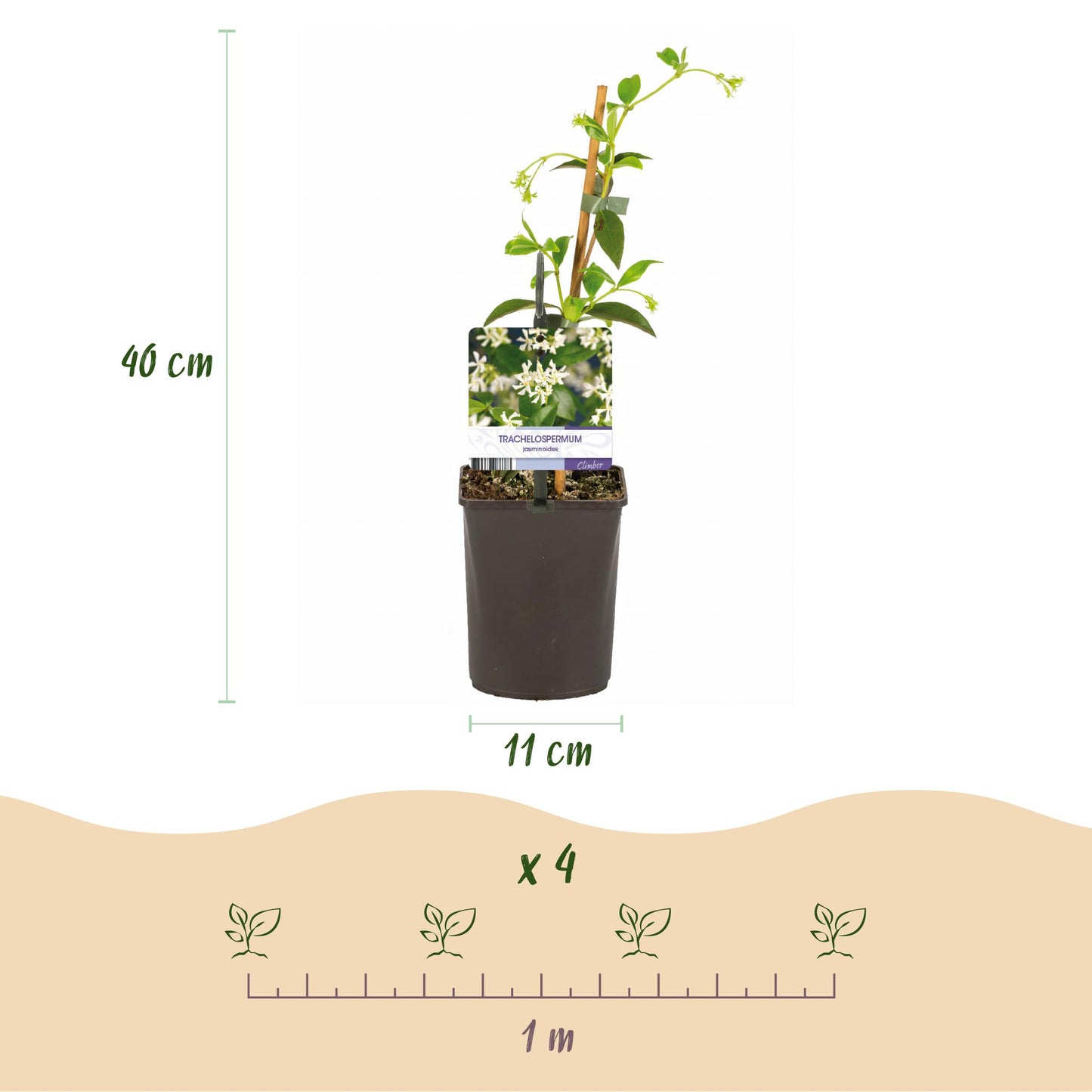 Jasmin Toscane : schéma montrant un plant en pot de 11cm mesurant 40cm de haut, et un guide pour planter 4 plants sur 1 mètre.