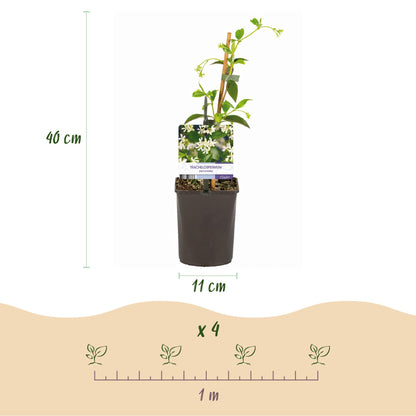 Jasmin Toscane : schéma montrant un plant en pot de 11cm mesurant 40cm de haut, et un guide pour planter 4 plants sur 1 mètre.