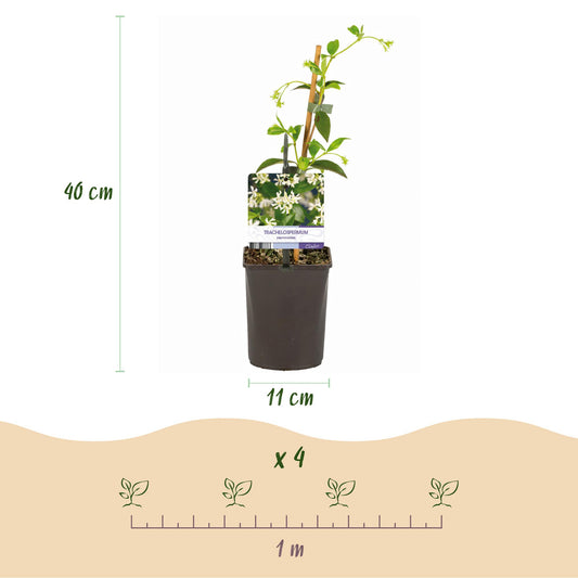 Jasmin Toscane : schéma montrant un plant en pot de 11cm mesurant 40cm de haut, et un guide pour planter 4 plants sur 1 mètre.