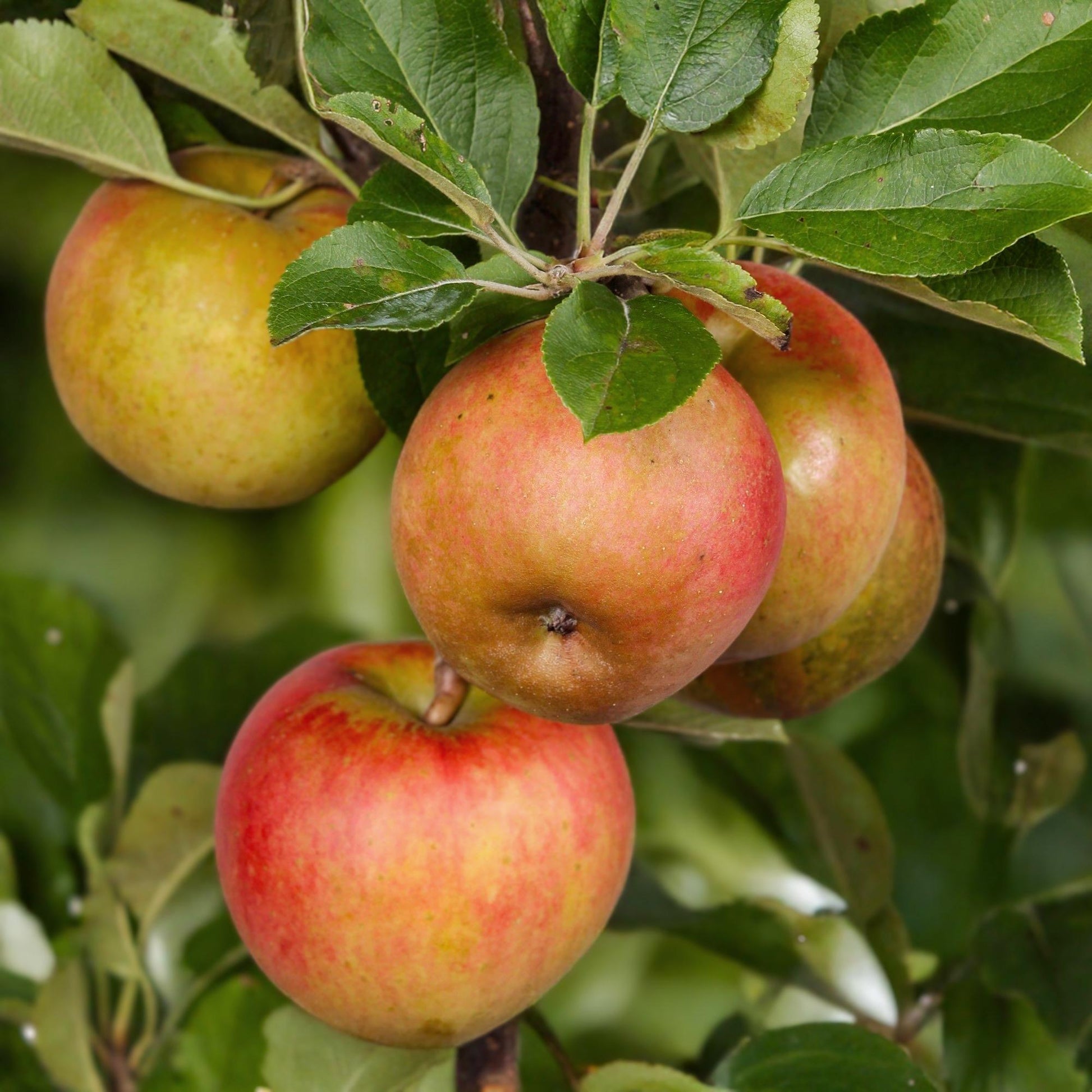 Pommier Malus domestica Elstar : Gros plan sur plusieurs pommes rouges et jaunes, suspendues aux branches de l'arbre, entourées de feuilles 