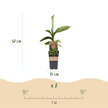 Musa Basjoo : Schéma d'un plant de bananier avec ses dimensions (hauteur 50cm, pot 15cm) et l'espacement de plantation conseillé (1 mètre) p