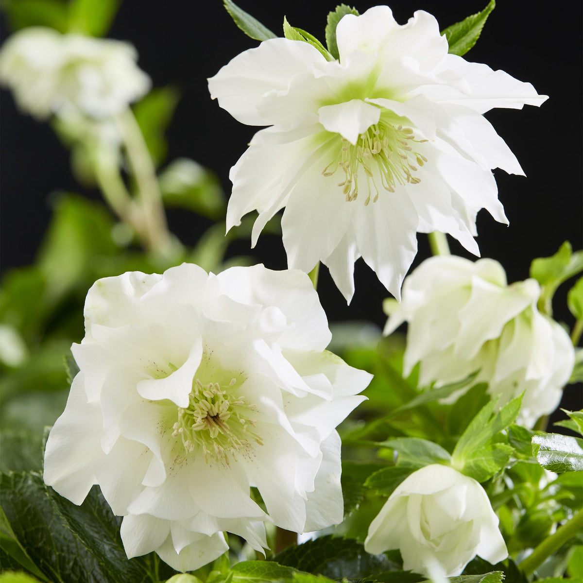 Rose de Carême Helleborus orientalis 'Double Ellen White' en pot de 14 cm, fleurs doubles blanches