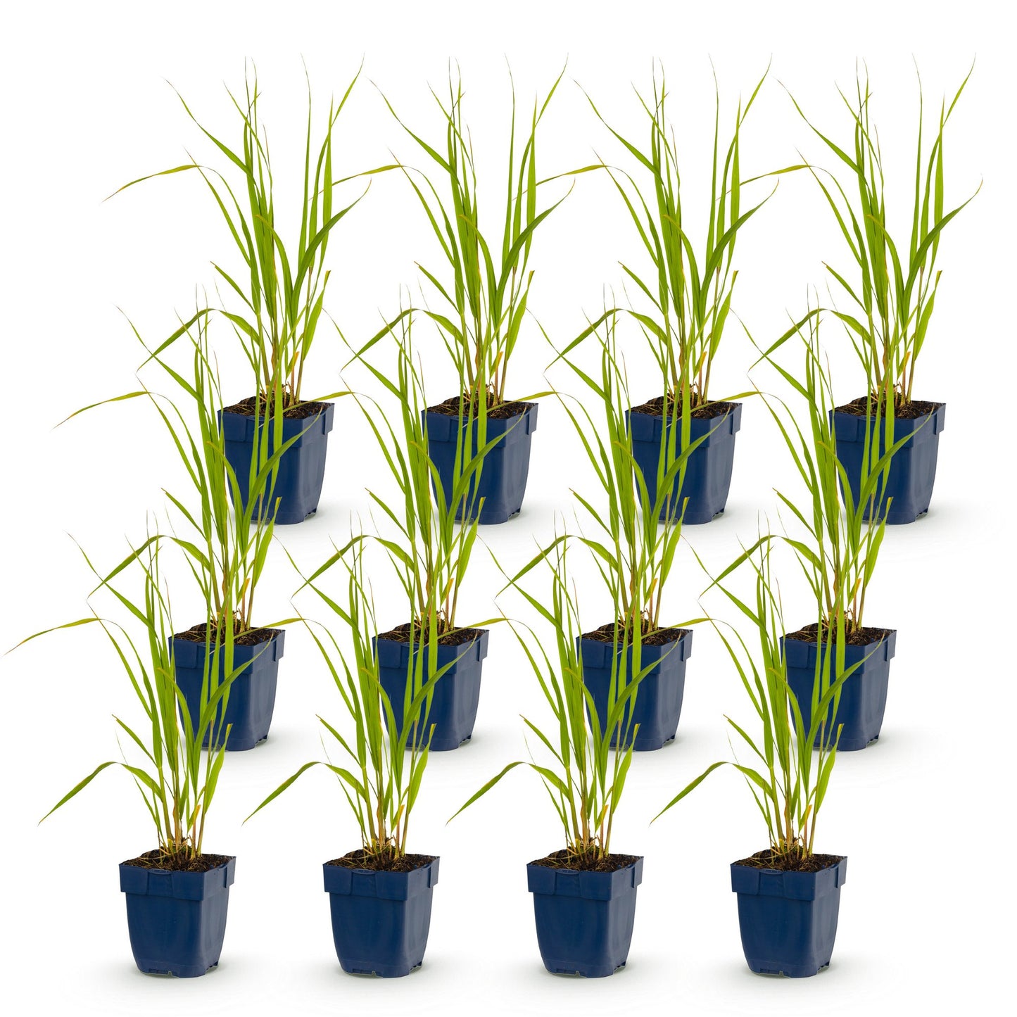 Graminées Molinia caer. Heidebraut, Fétuque. Douze jeunes plants en pot bleu sur fond blanc. Exemple du lot de plants que le client recevra.