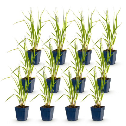 Graminées Molinia caer. Heidebraut, Fétuque. Douze jeunes plants en pot bleu sur fond blanc. Exemple du lot de plants que le client recevra.