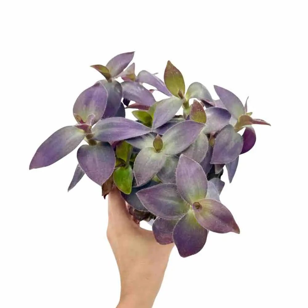 Une jolie Tradescantia Pallida avec son feuillage dense aux nuances violettes et pourpres