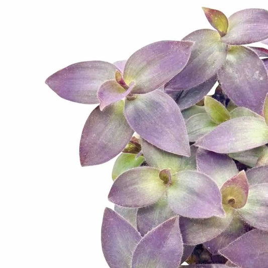 Gros plan sur les feuilles oblongues du Tradescantia pallida, d'un violet-pourpre intense avec de subtils reflets verts