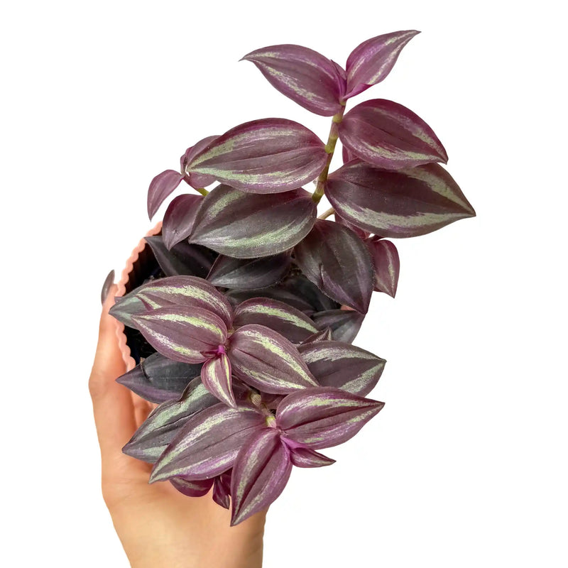 Tradescantia Purple Passion