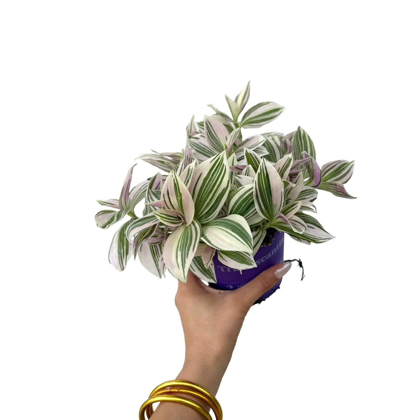 Tradescantia Unicorn - plantandstories
