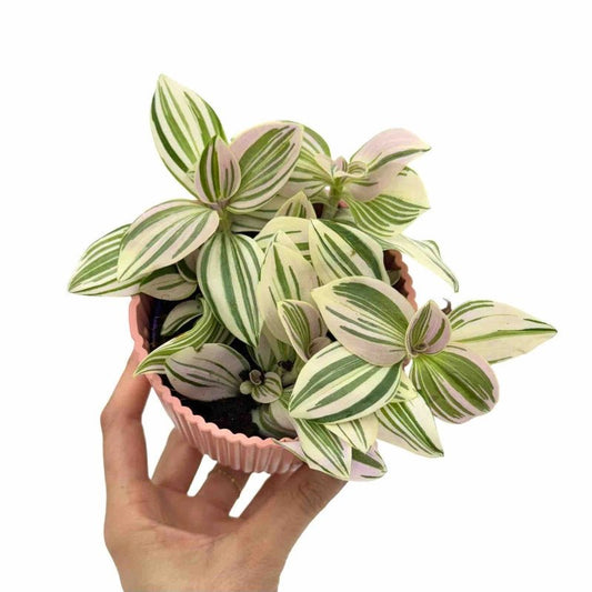 Tradescantia Unicorn - plantandstories
