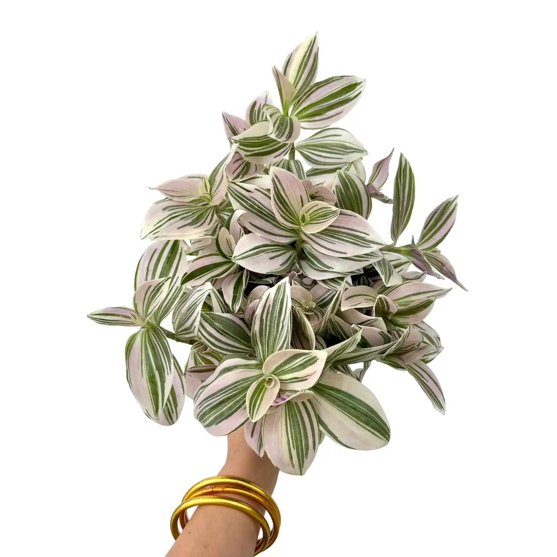 Tradescantia Unicorn avec feuillage rayé vert, blanc crème et rose pâle sur fond blanc épuré
