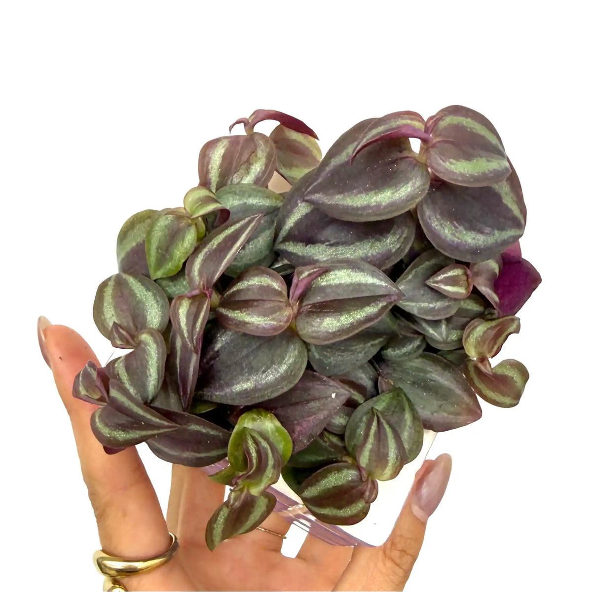 Tradescantia Zebrina Pink Joy aux feuilles vert vif et pourpres avec des reflets argentés dans un petit pot rond