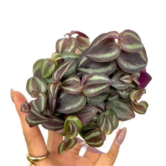 Tradescantia Zebrina Pink Joy aux feuilles vert vif et pourpres avec des reflets argentés dans un petit pot rond