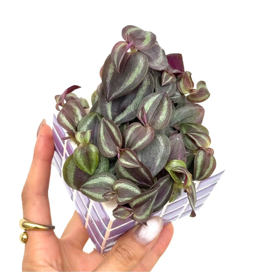 Une magnifique Tradescantia Zebrina Pink Joy aux feuilles violettes et vertes dans un pot en céramique lavande