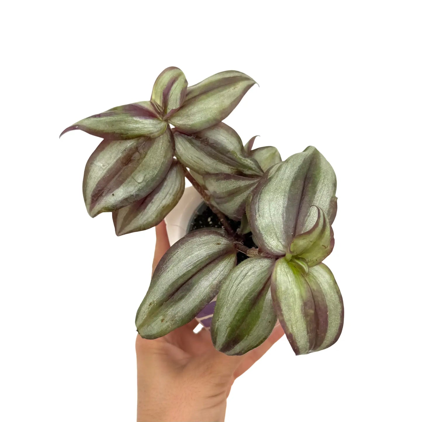 Tradescantia Zebrina Pink Joy