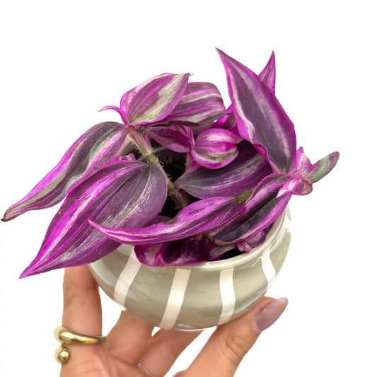 Tradescantia Zebrina Pink Paradise avec un feuillage violet vif et des rayures roses, dans un pot rayé gris et blanc