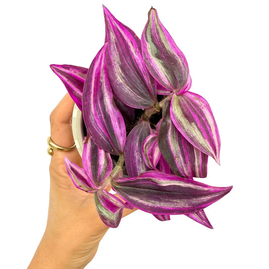 Un pot blanc avec une magnifique Tradescantia Zebrina Pink Paradise aux feuilles panachees de rose et vert argenté