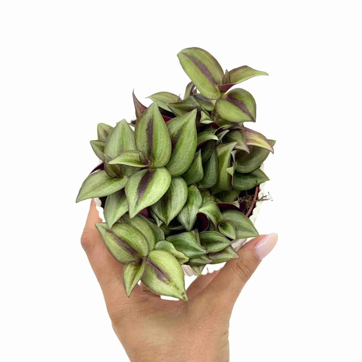 Une plante Tradescantia Zebrina luxuriante avec des feuilles vertes striées de violet, dans un pot blanc texturé