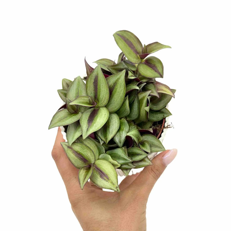 Tradescantia Zebrina
