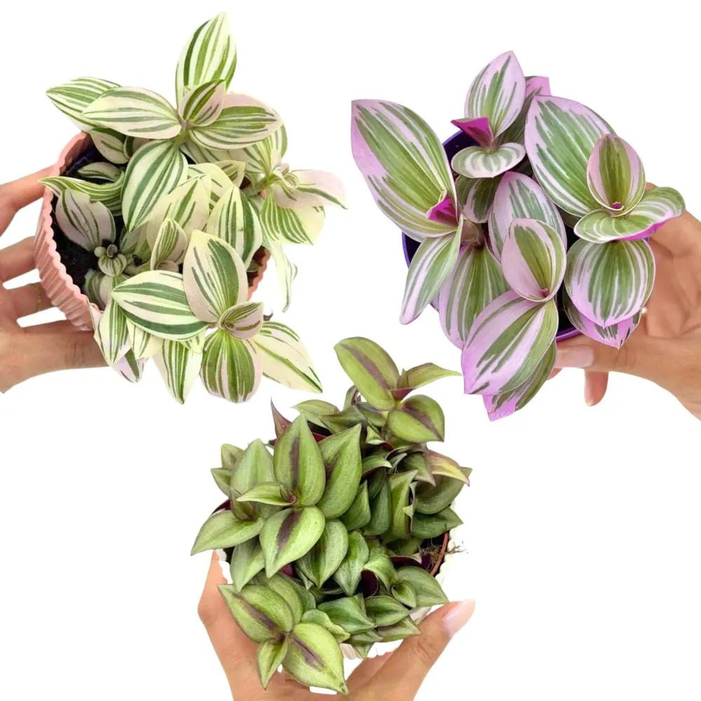 Trio de trois Tradescantia : Nanouk aux feuilles vertes et roses, Zebrina aux feuilles rayées et Unicorn panachée