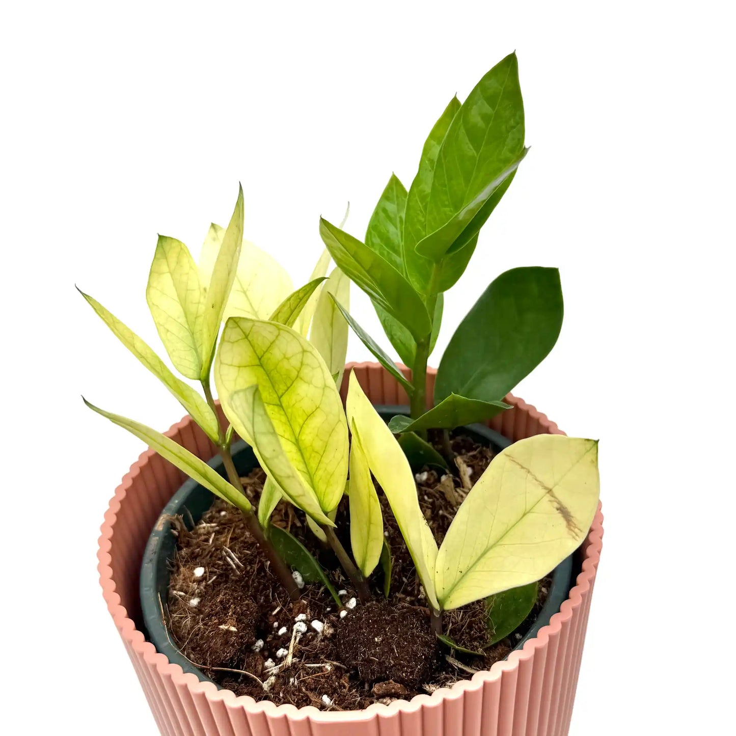 Zamioculcas Zamiifolia Chameleon