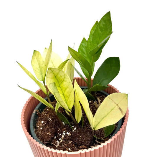 Zamioculcas Zamiifolia Chameleon